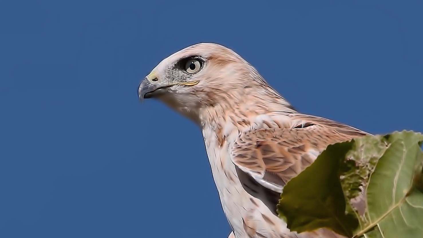 Long-legged Buzzard